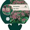 Astrantia maj. 'Rubra' Pot 9 cm