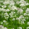 Astrantia maj. 'Superstar' Pot 9 cm