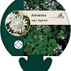Astrantia maj. 'Superstar' Pot 9 cm