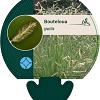 Bouteloua gracilis Pot 9 cm