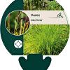 Carex elata 'Aurea' Pot 9 cm