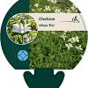 Chelone obliqua 'Alba' Pot 9 cm
