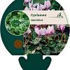 Cyclamen hederifolium Pot 9 cm