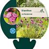 Dianthus carthusianorum Pot 9 cm