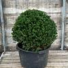 Taxus baccata Bolvorm 60-70 cm