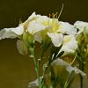 Hemerocallis 'Gentle Shepherd' Pot 9 cm