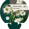 Hemerocallis 'Gentle Shepherd' Pot 9 cm