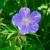 Geranium 'Blue Sunrise' Pot 9 cm