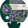 Geranium 'Blue Sunrise' Pot 9 cm