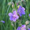 Geranium pratense Pot 9 cm