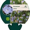 Geranium pratense Pot 9 cm