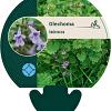 Glechoma hederacea Pot 9 cm