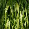Hakonechloa macra 'Albostriata' Pot 9 cm