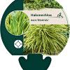 Hakonechloa macra 'Albostriata' Pot 9 cm