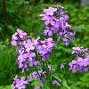 Hesperis matronalis Pot 9 cm