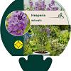 Hesperis matronalis Pot 9 cm