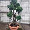 Taxus baccata Pot 70 Liter 150 - 175 cm Pon-Ponvorm