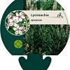 Lysimachia ephemerum Pot 9 cm