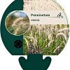 Pennisetum orientale Pot 9 cm