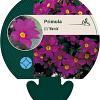 Primula (J) 'Wanda' Pot 9 cm