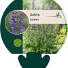 Salvia pratensis Pot 9 cm