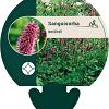 Sanguisorba menziesii Pot 9 cm