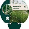 Sanguisorba tenuifolia alba Pot 9 cm