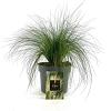 Stipa tenuissima 'Ponytails' Pot 2 Liter
