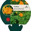 Trollius chinensis 'Golden Queen' Pot 9 cm