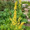 Verbascum nigrum Pot 9 cm