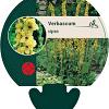 Verbascum nigrum Pot 9 cm