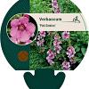 Verbascum 'Pink Domino' Pot 9 cm