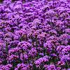 Verbena officinalis Pot 9 cm
