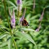 Veronicastrum virginicum Pot 9 cm