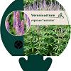 Veronicastrum virg. 'Fascination' Pot 9 cm