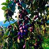 Prunus d. 'Stanley' stam 150 cm Leivorm 120x120 (BxH)