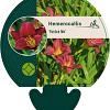 Hemerocallis 'Pardon Me' Pot 9 cm