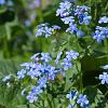 Brunnera macr. 'Alexander's Great' Pot 9 cm