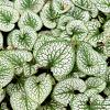 Brunnera macr. 'Mr Morse' Pot 9 cm
