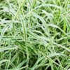 Carex 'Feather Falls' Pot 9 cm