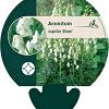 Aconitum napellus 'Album' Pot 9 cm