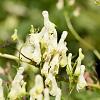Aconitum napellus 'Album' Pot 9 cm
