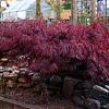 Acer pal. 'Garnet' Pot 12 liter Halfstam