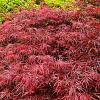 Acer pal. 'Garnet' Pot 12 liter Halfstam