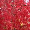 Acer pal. 'Inaba-shidare' Pot 25 Liter Halfstam