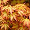 Acer pal. 'Sangokaku' Pot 150 liter 300 - 350 CM struik