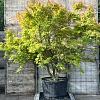 Acer palmatum Pot 285 Liter 300 - 350 CM