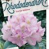 Rhododendron 'Gomer Waterer' Pot 10 liter