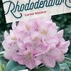 Rhododendron 'Gomer Waterer' Pot 10 liter