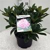 Rhododendron 'Gomer Waterer' Pot 10 liter